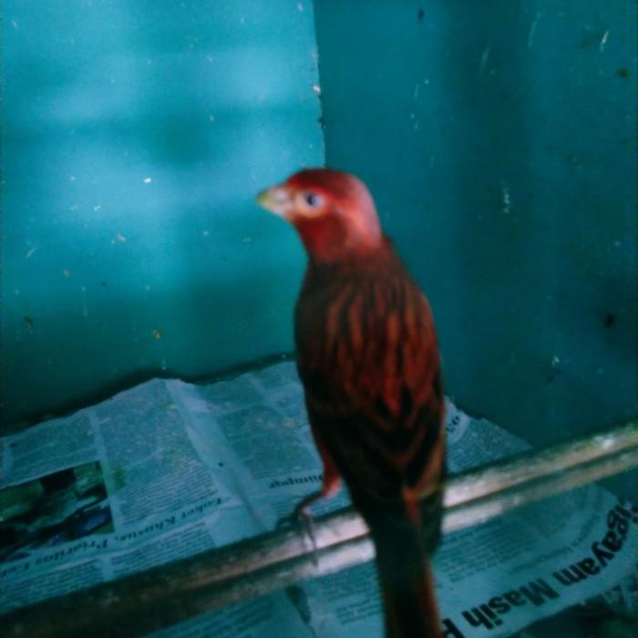 Best Seller Burung Kenari Blackred Lokal Warna Jaminan Alami Hasil Ternakan Sendir