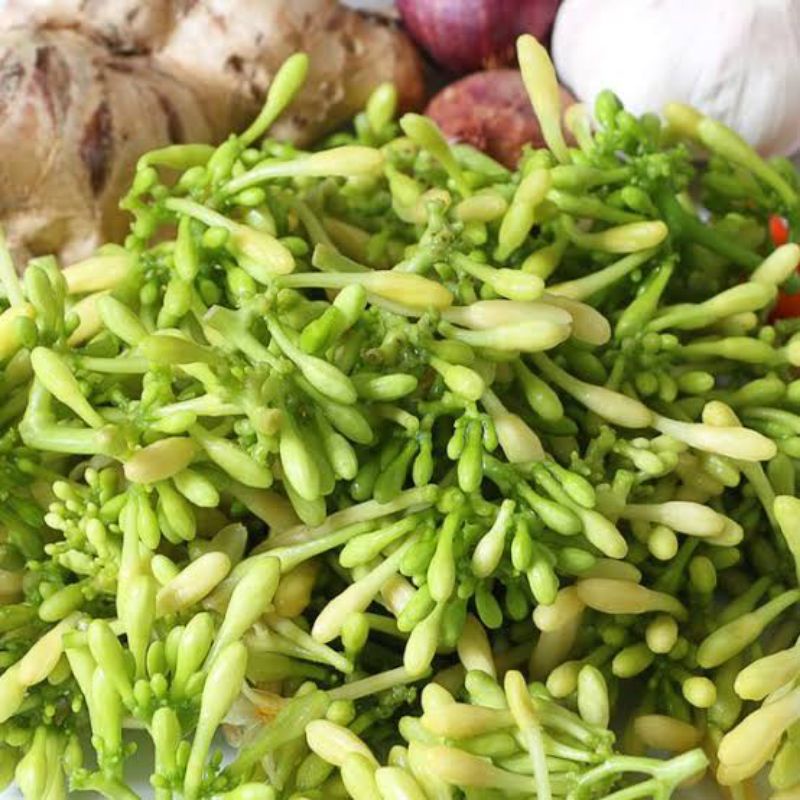 

daun pepaya segar di petik langsung pas ada orderan 500grm