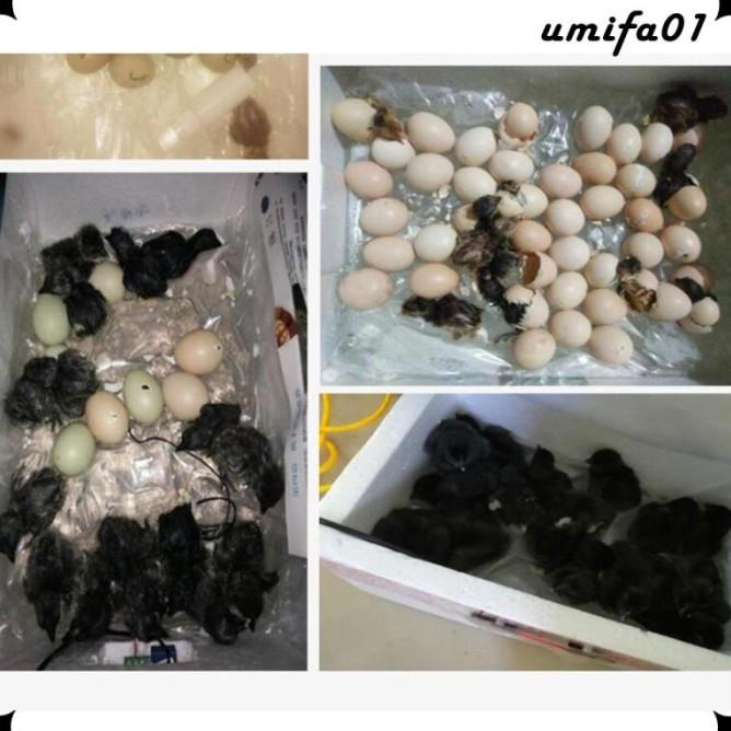 Promo Umifa1 Mesin Inkubator Penetas Telur Ayam / Bebek / Burung Puyuh
