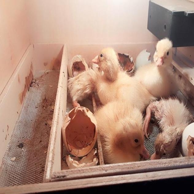 Mesin Tetas Telur Kap 16 Full Otomatis Penetas Telur Ayam