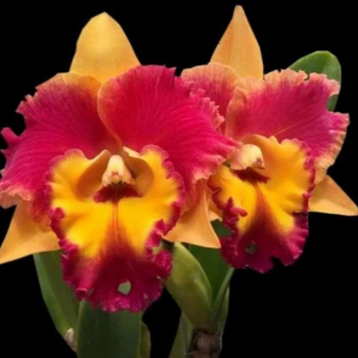 Best Seller Anggrek Cattleya Blc Rungnapa Fancy Dewasa