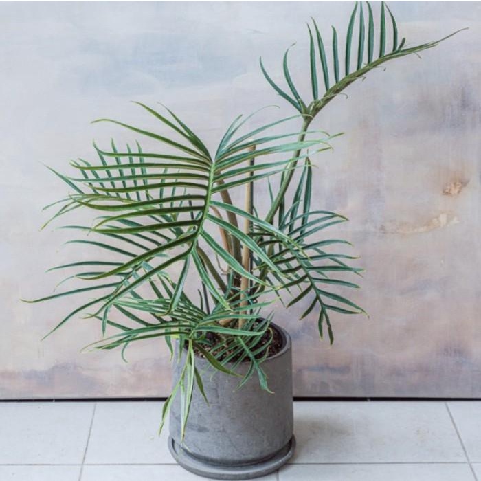 Best Seller Philodendron Tortum - Tanaman Hias Koleksi - Philo