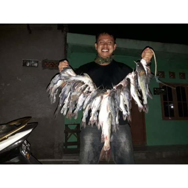 Menarik Umpan Kucur Ryan Fernandez 1/2 Kg