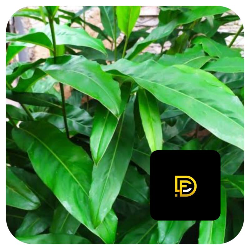 

Jual daun lengkuas merah daun laos segar 500 gram-az