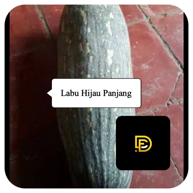 Benih biji labu hijau panjang labu kabocha super-az