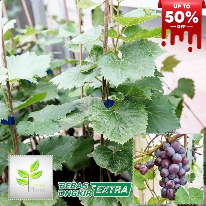 bibit buah anggur import - bibit anggur jupiter
