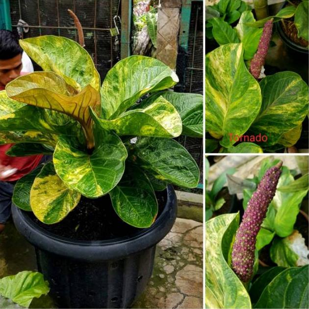 Diskon Biji Jemani Mangkok Tornado Varigata Erp