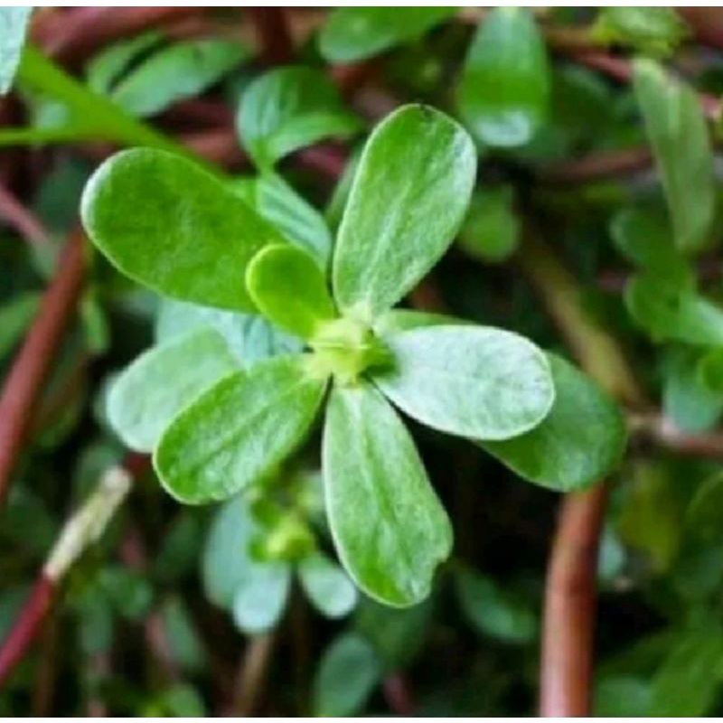 

KROKOT / PORTULACA OLERACEA SEGAR OBAT TRADISIONAL