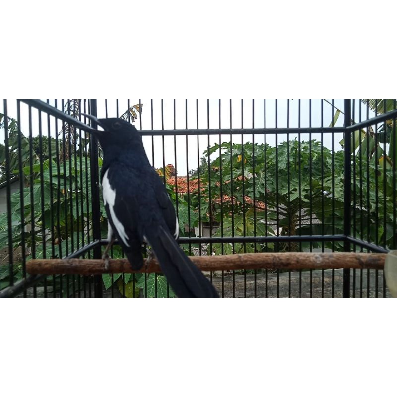 Kacer jawa Barat gacor dor