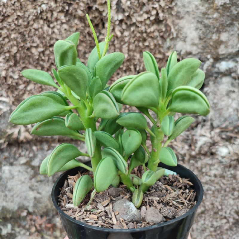 Peperomia Graveolens | Sukulen | DP 10cm