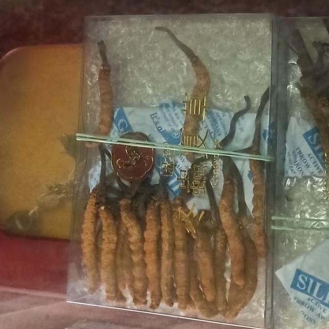 

Cordyceps / Ulat Salju / Jamur Ulat Salju per Ekor