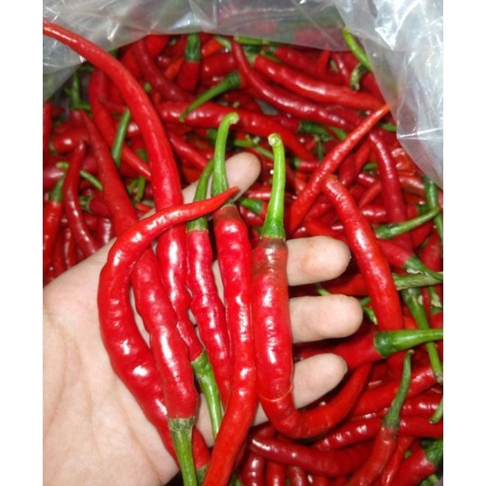 

✓ CABAI MERAH KERITING 1KG FRESH