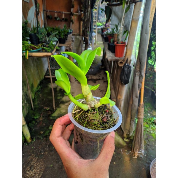 sedlling anggrek dendrobium - Anggrek Dendrobium - anggrek - sedlling Anggrek