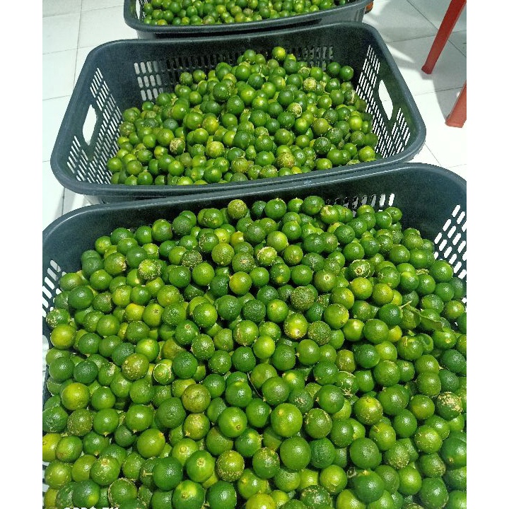 

STAR 1 kg Sonkit / Jeruk Kasturi / Kalamansi / Lemon cui / Jeruk Kunci