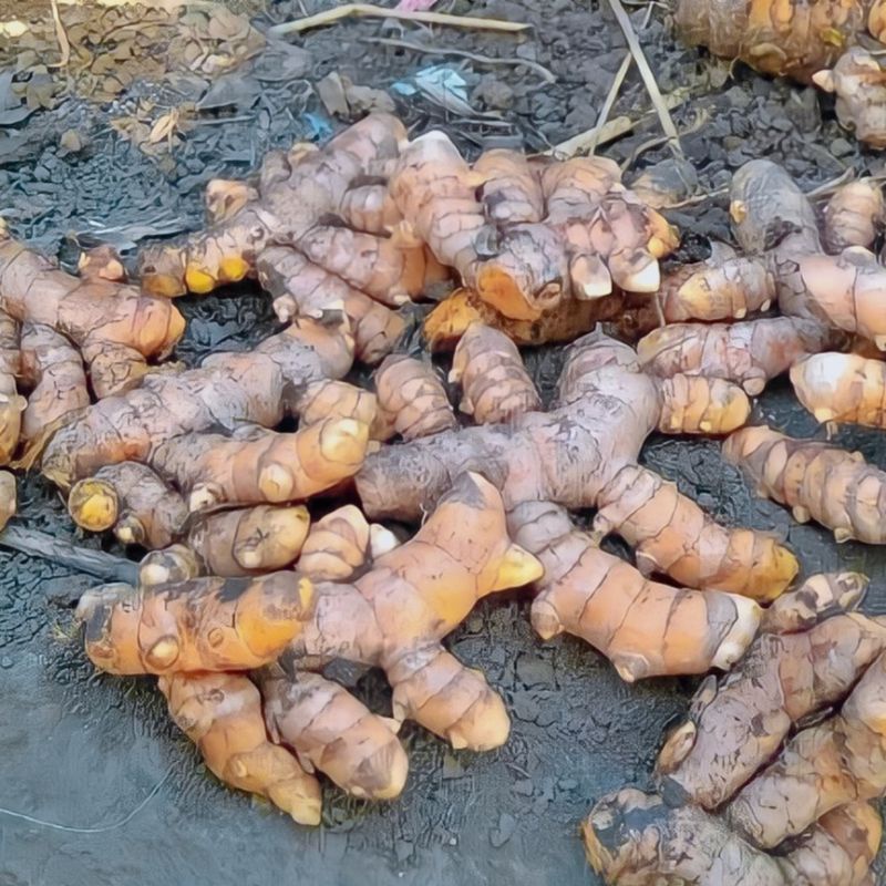 

Kunyit/Kunir Super 1Kg