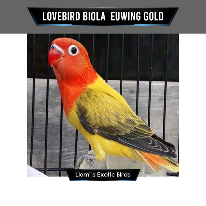 Burung Lovebird Biola Euwing Gold