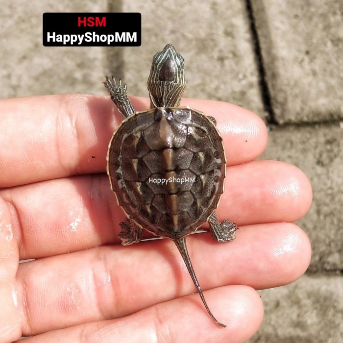 Terlaris Kura Ocadia Sinensis Cerah Motif Pilihan (Uk 3-5Cm)