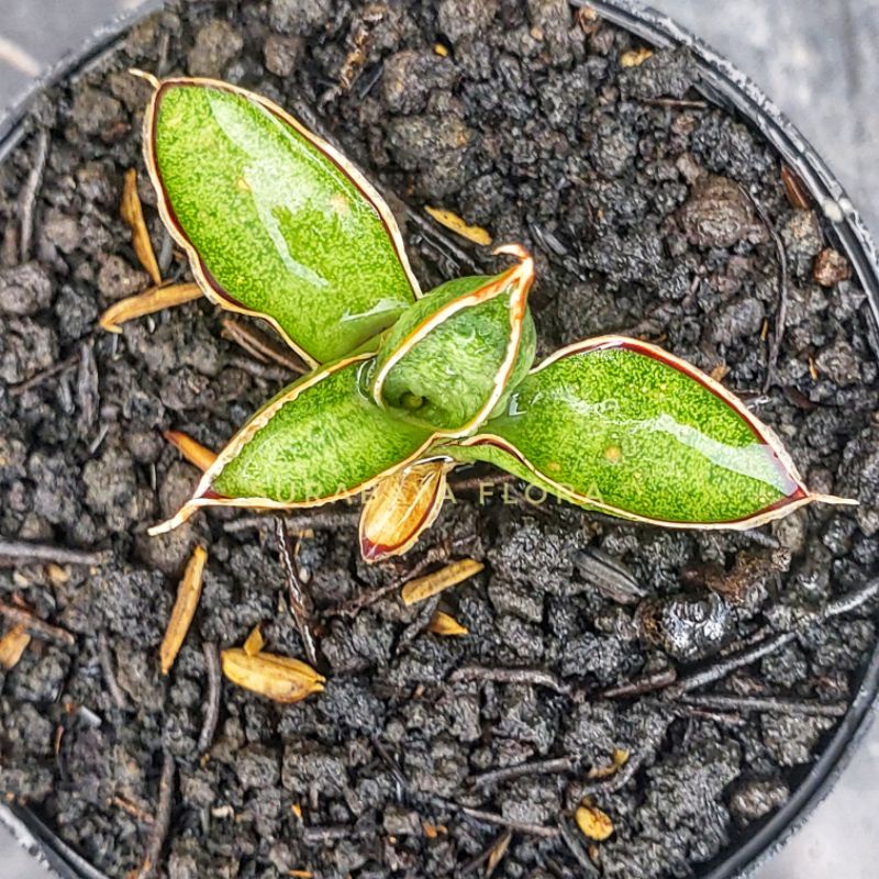 Sansivera Eliensis (S)