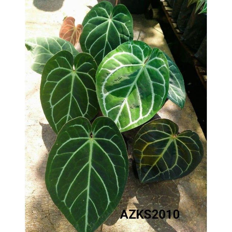 Trending Tanaman Hias Kuping Gajah/Anthurium Magnificum Batang Kotak