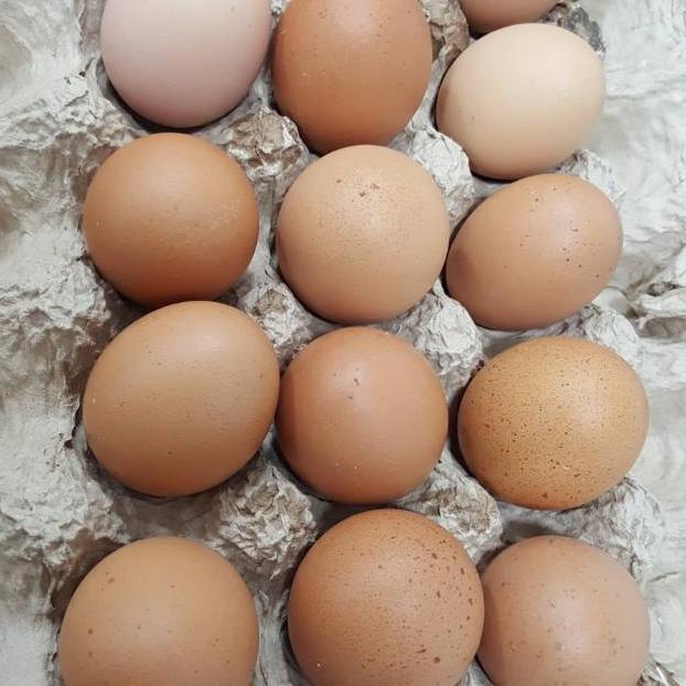 

Grosir Telur Ayam Horn (By Grab/Gojek-Instant) J23X