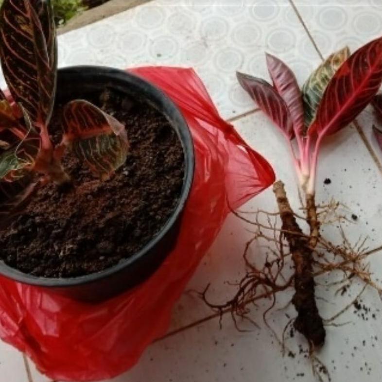 Populer Anakan Bunga Aglonema Anakan Red Sumatra Daun 1-3 Helai Msx