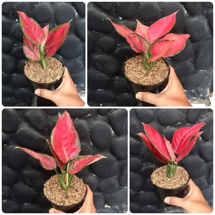 PROMO TANAMAN HIAS AGLAONEMA RED ANJAMANI AGLONEMA SRI REJEKI MERAH TERMURAH