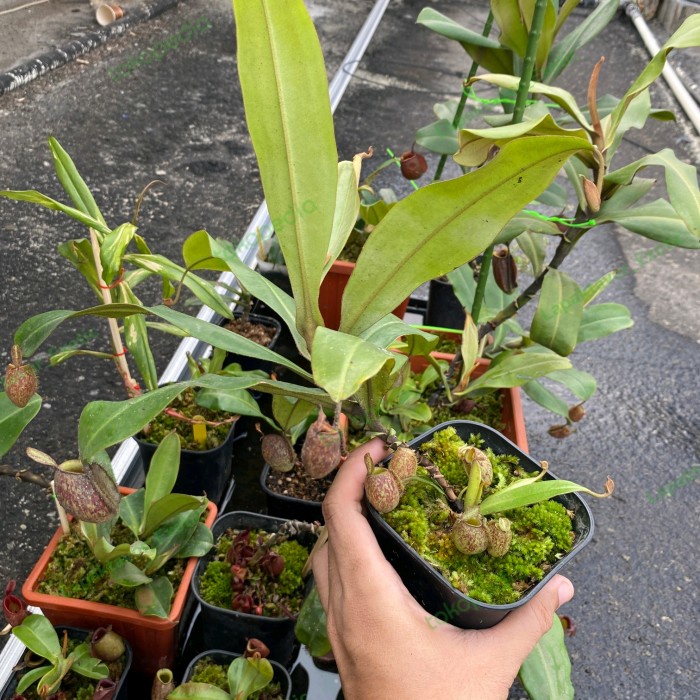 PROMO NEPENTHES AMPULLARIA TRICOLOR TERBARU