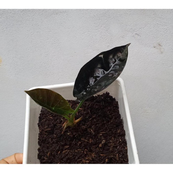 FLASH SALE ALOCASIA BLACK INFERNALIS TERLARIS