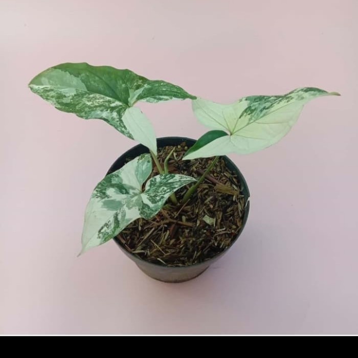PROMO YU TANAMAN HIAS SYNGONIUM VARIEGATA - SYNGONIUM VARIGATA TERMURAH