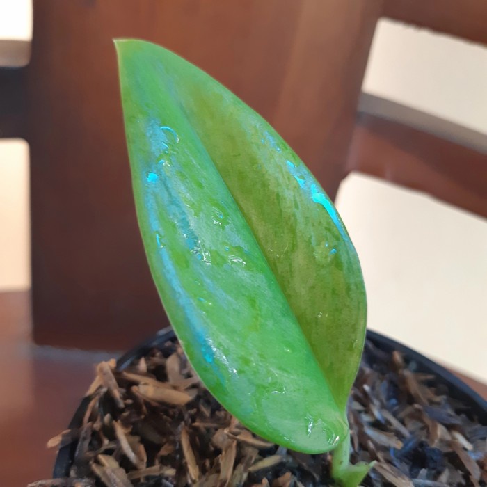 MUST HAVE SCINDAPSUS TRUBIE DARK VARIGATA DAN TRUBIE MOONLIGHT VARIGATA MINT. TERLARIS