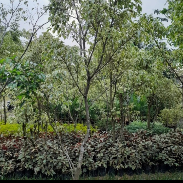 PROMO POHON BERINGIN VARIGATA PUTIH TINGGI 3 METER TERLARIS