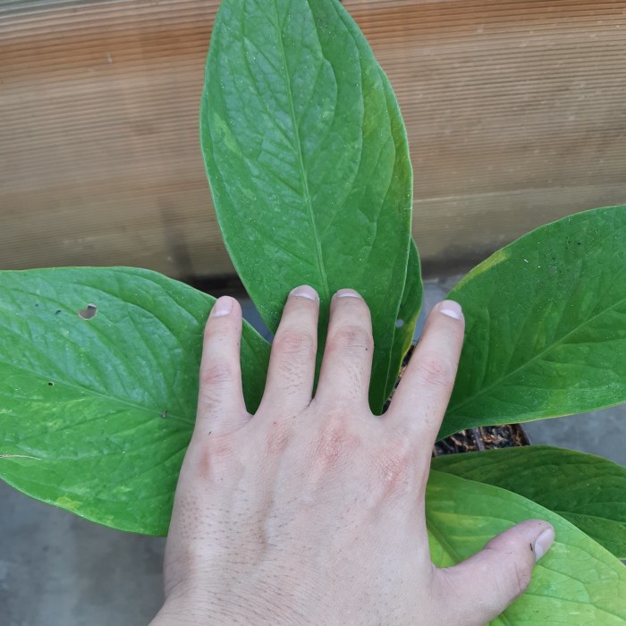 HOT SALE JEMANI VARIGATA PUTIH TERMURAH