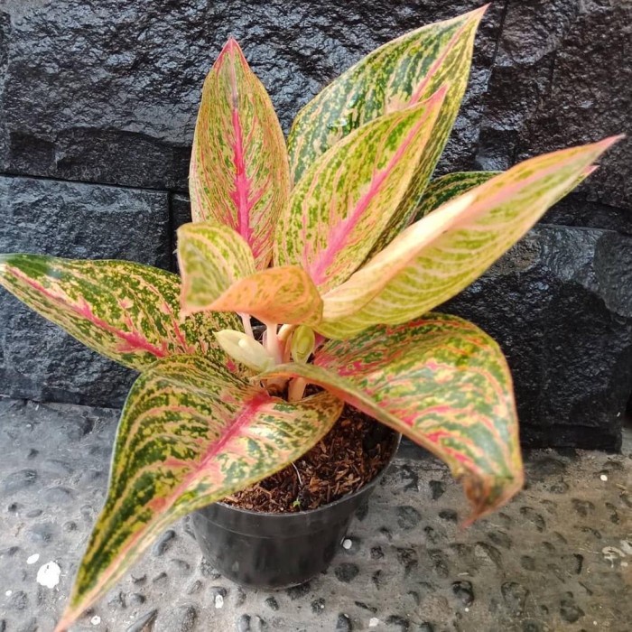 MUST HAVE AGLONEMA MILKY WAY TANAMAN HIAS BUNGA AGLAONEMA MURAH MERAH BUKAN TERLARIS
