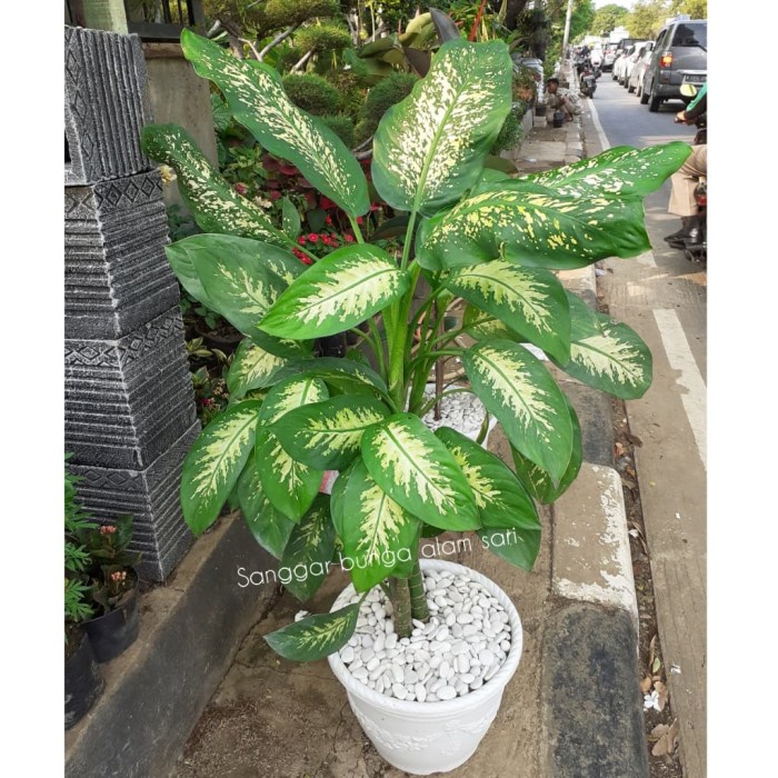 FLASH SALE TANAMAN HIAS BLANCENG / SRI REZEKI + POT GLORY + BATU HIAS PAKET BESAR TERMURAH