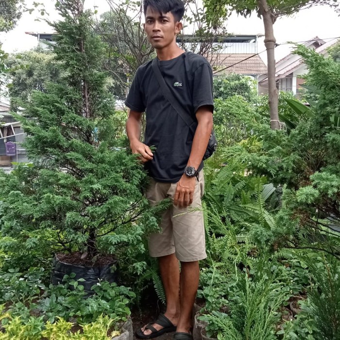 PROMO TANAMAN POHON CEMARA LILIN/POHON CEMARA LILIN BESAR TERLARIS