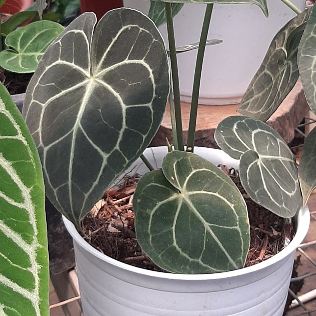 FLASH SALE TANAMAN KUPING GAJAH TARANTULA MEDIUM ORI TERLARIS