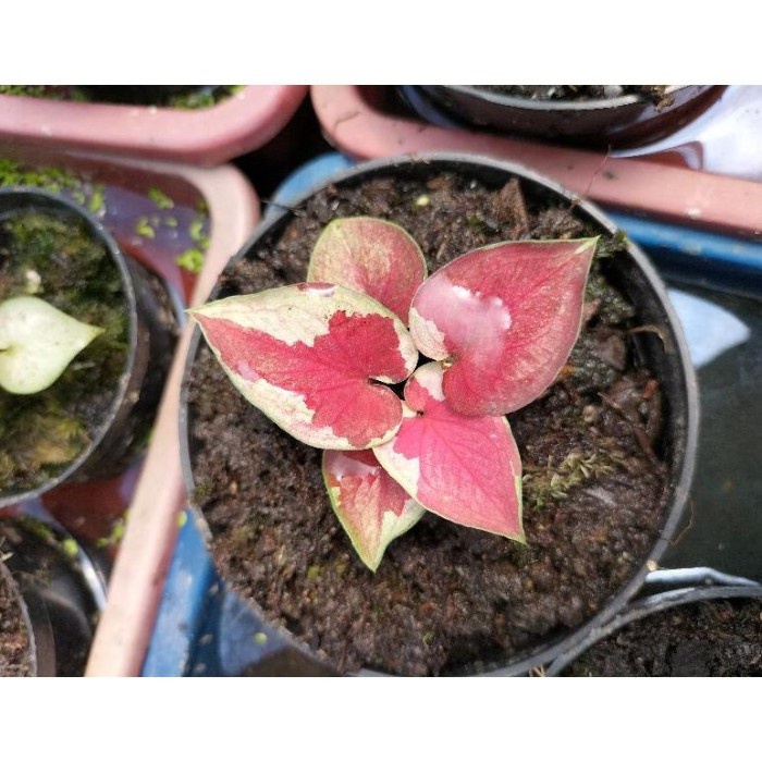 FLASH SALE CALADIUM DWI WARNA ANAKAN TERLARIS