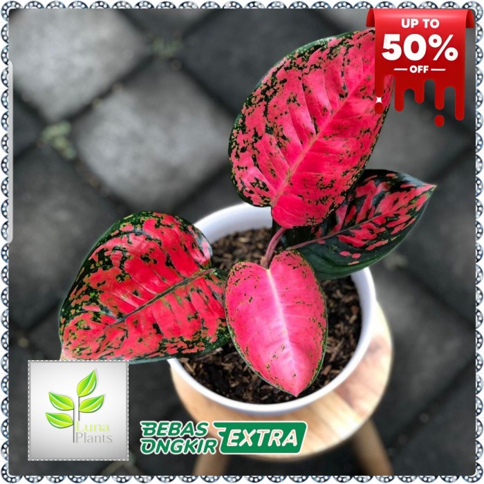 PROMO AGLONEMA BIG APPLE / AGLONEMA BIG APLE / AGLONEMA BIG APEL TERLARIS