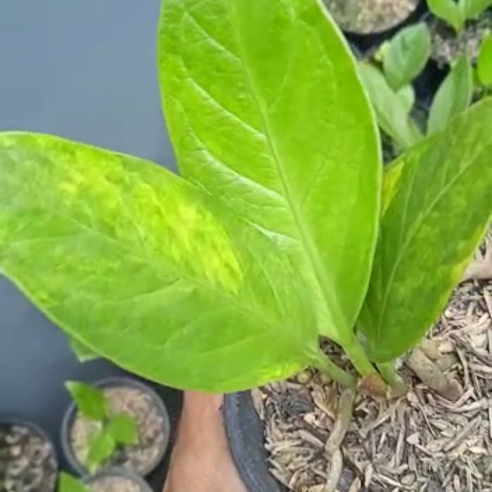 MUST HAVE ANTHURIUM COBRA CATALOG VARIGATA ( ORI ) MASIH NEMPEL BONGGOL TERMURAH