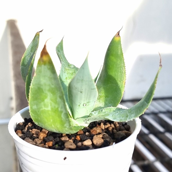 HOT SALE AGAVE GYPSICOLA RARE SUKULEN TERMURAH