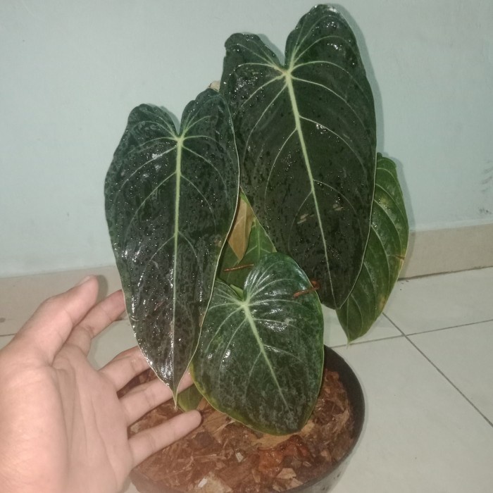 DISKON SPESIAL PHILODENDRON MELANOCHRYSUM BESAR TANAMAN HIAS TERMURAH