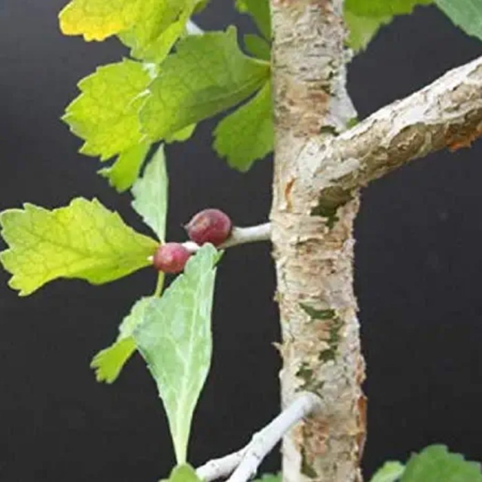 FLASH SALE COMMIPHORA WIGHTII RARE SUKULEN DARI BIJI TERLARIS