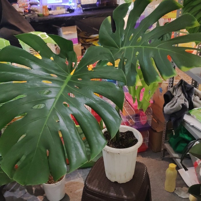 PROMO IS MONSTERA KING REMAJA 4DAUN TERLARIS