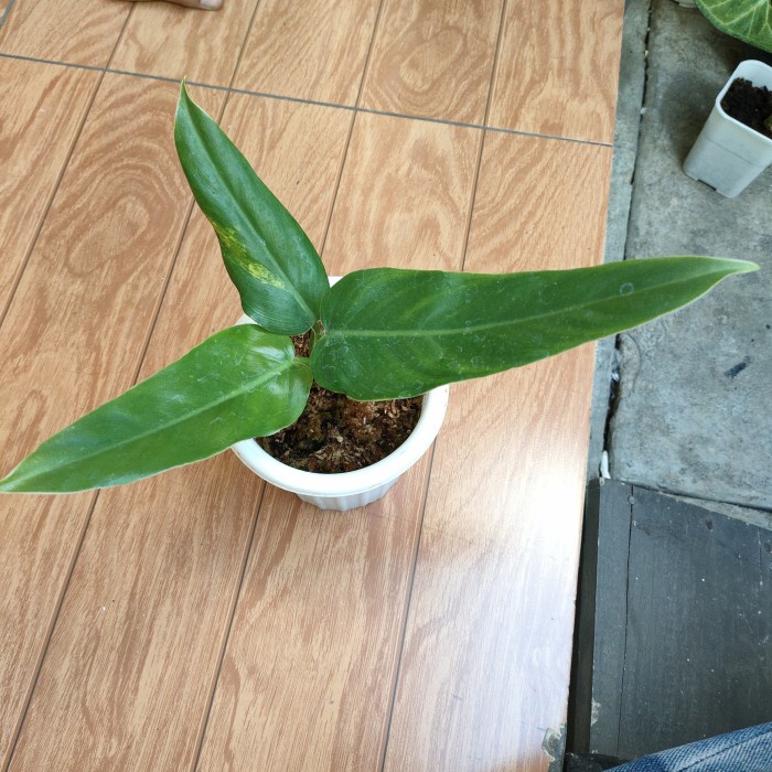 PROMO PHILODENDRON DOMESTIKUM VARIEGATA EKONOMIS TERBARU