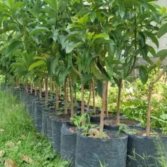 Promo Bibit Alpukat Mentega Jumbo Tinggi 1 Meter - Alpukat Unggulan