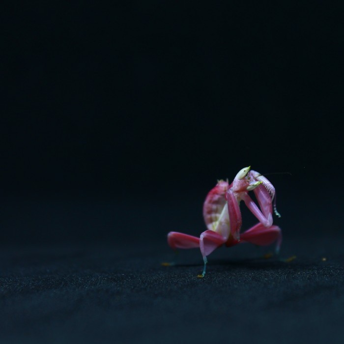 MUST HAVE IS ORCHID MANTIS TERBARU