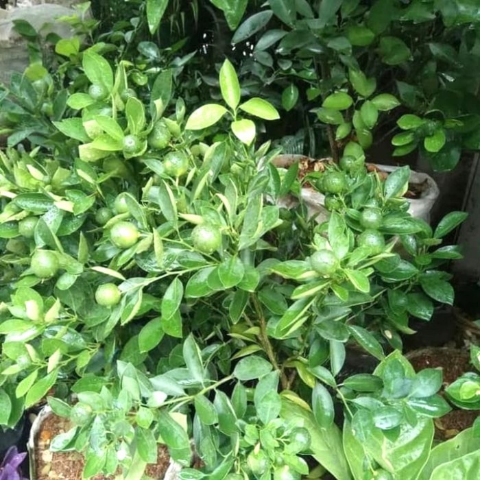 DISKON SPESIAL TANAMAN BUAH JERUK SONKIP/JERUK KIETNA TERBARU