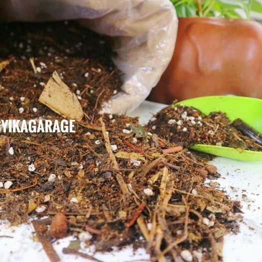 DISKON SPESIAL [DIJUAL] METAN MANTUY ASOKA *FUFUFU* REPACK 1 KG #NOBRANDPLANT MEDIA TERMURAH