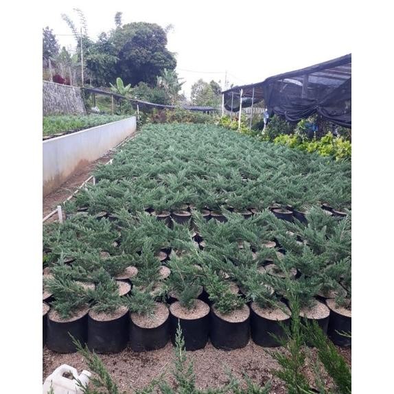 MUST HAVE PROMO CEMARA SINENSIS BLUE SINENSIS BIRU MURAH TERBARU