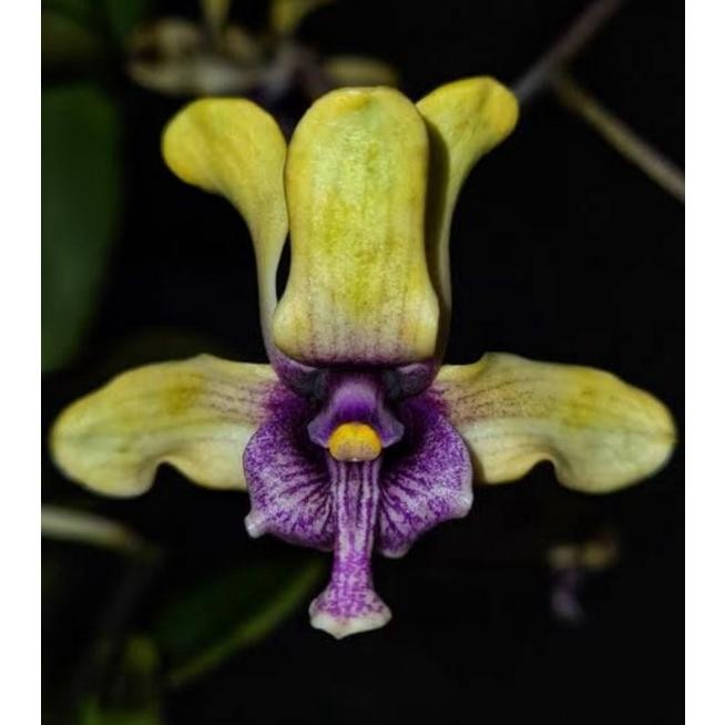 FLASH SALE TERLARIS BOTOL DENDROBIUM SPESIES ANGGREK BESI (VIOLACEOFLAVENS) MURAH TERBARU